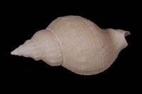 藏品(軟帽峨螺)的圖片